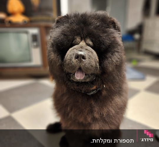 כלב עם פרווה מטופחת עומד על רצפה משובצת